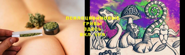 прущие грибы Алзамай