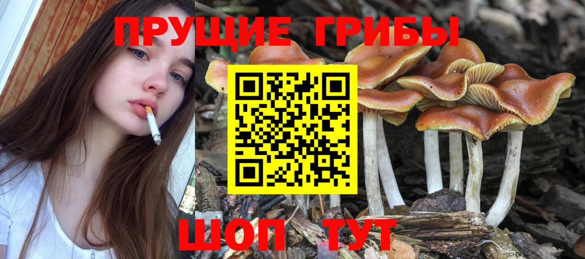 Галлюциногенные грибы MAGIC MUSHROOMS Пушкино
